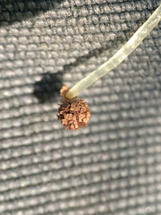 Paraphymatoceros pearsonii