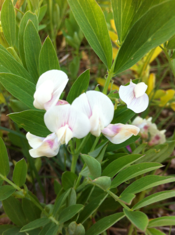Lathyrus lanszwertii var. leucanthus