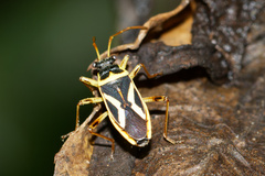 Acinocoris flavicornis image