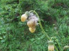 Cirsium erisithales