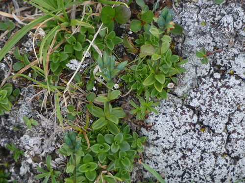 Image of Gentiana glauca by (c) Aiva Noringseth, some rights reserved (CC BY)