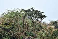 Rhododendron pseudochrysanthum