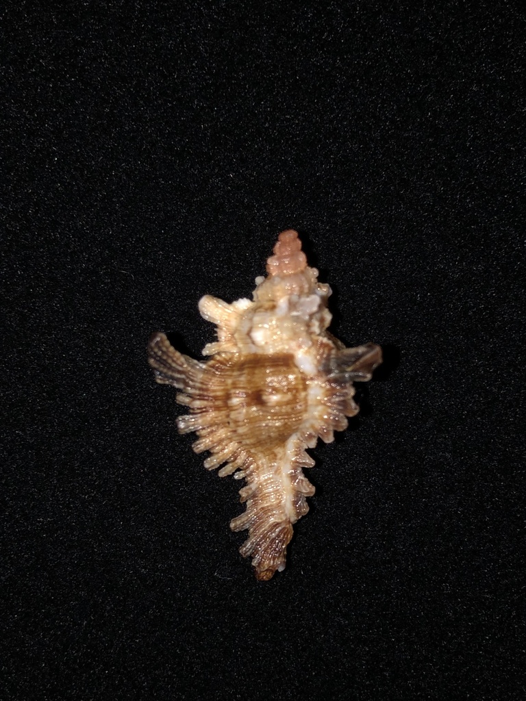 Adusta murex
