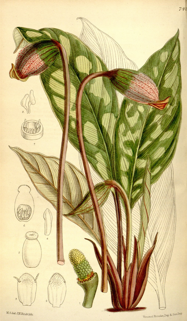 Gamogyne