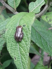 Dendropsophus carnifex