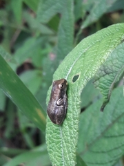 Dendropsophus carnifex