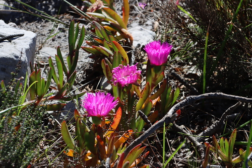 Carpobrotus acinaciformis