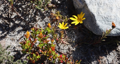 Image of Lampranthus promontorii by (c) Tony Rebelo, some rights reserved (CC BY-SA)