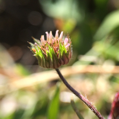 Trifolium microdon