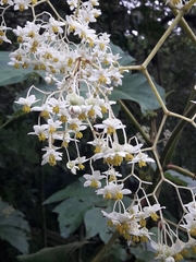 Begonia parviflora