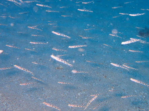 Quagga goby (Pomatoschistus quagga) — Gobiidae — 4