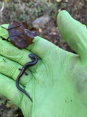 Plethodon cinereus image