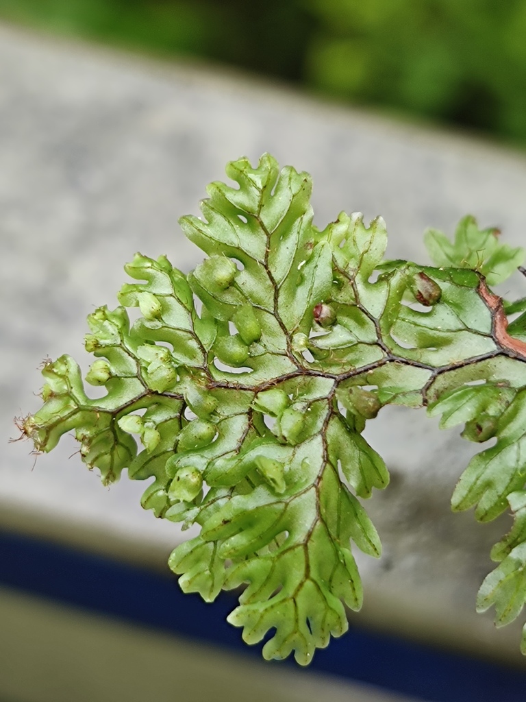 Hymenophyllum exsertum (Hymenophyllum exsertum)