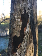 Biscogniauxia mediterranea
