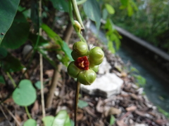 Menispermaceae