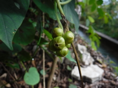 Menispermaceae