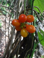 Menispermaceae