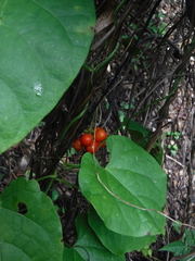 Menispermaceae