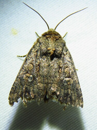 Protorthodes texana photo 4