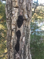 Biscogniauxia mediterranea