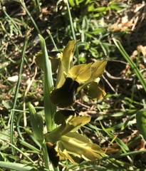 Iris tuberosa