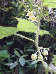 Solanum acerifolium