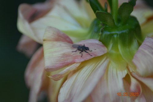 Black Kelp Fly photo 4