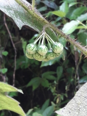 Solanum acerifolium