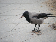 Corvus cornix