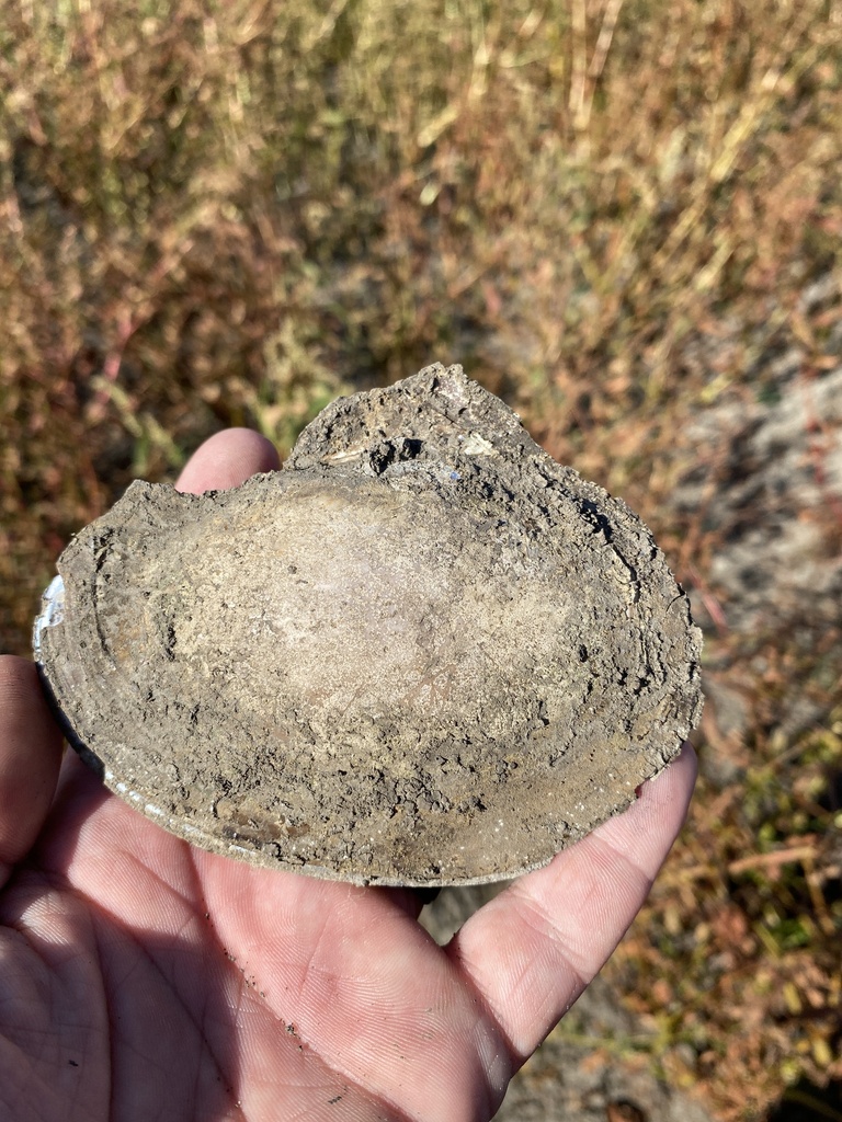 Pink Papershell From Lewis And Clark Lake Rushville Mo Us On October At Pm By