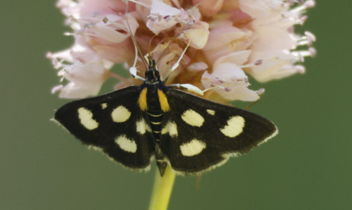 Anania funebris