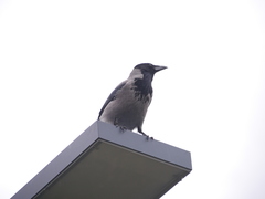 Corvus cornix