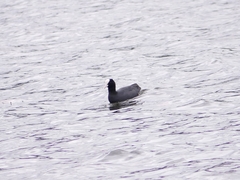 Fulica atra