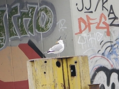 Larus argentatus