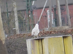 Larus argentatus