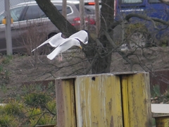 Larus argentatus