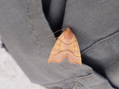 Scalloped Sallow photo 5