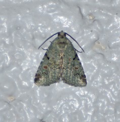 Maliattha concinnimacula