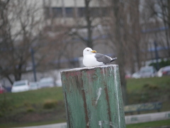 Larus fuscus