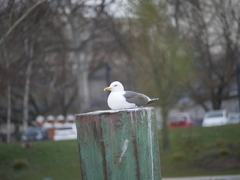 Larus fuscus