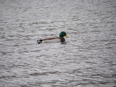 Anas platyrhynchos