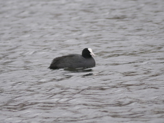 Fulica atra