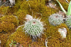 Mammillaria mystax