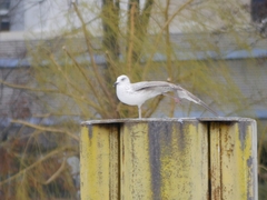 Larus argentatus