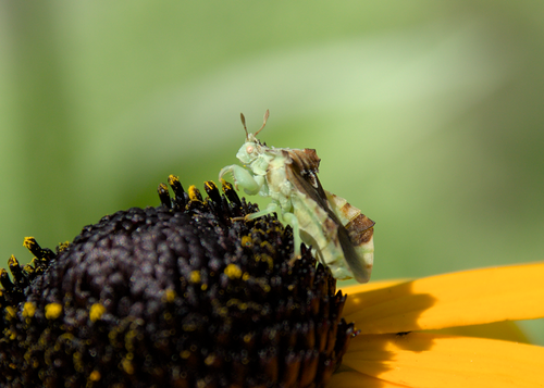 Jagged ambush bug