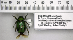 Chrysina gloriosa