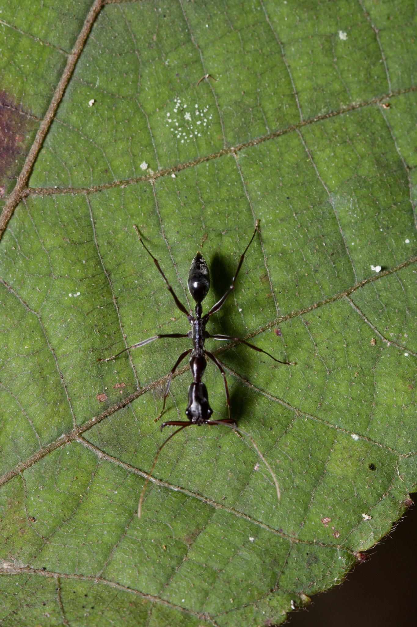 Odontomachus coquereli