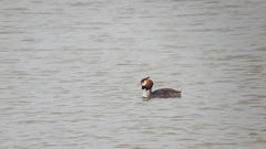 Podiceps cristatus