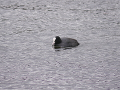 Fulica atra