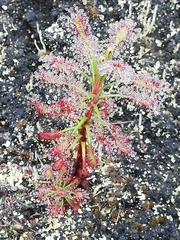 Drosera glabripes